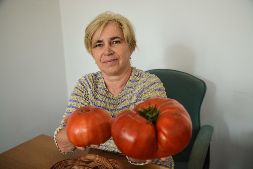 Pomidor gigant ze Snopkowa waży 1,4 kg