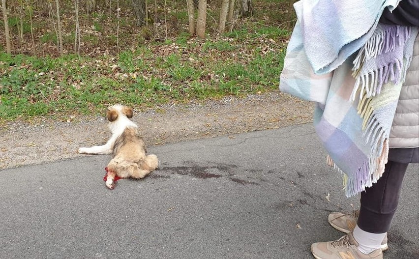 Potrącił psa i go zostawił. Ranne zwierzę czołgało się na...