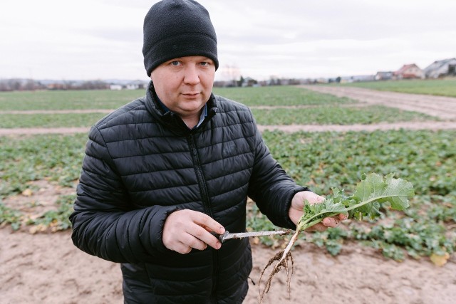 - Rośliny są rozhartowane i w stanie wegetacji - mówi  Michał Pakla, specjalista ds. produkcji roślinnej i doświadczalnictwa w PODR w Boguchwale 