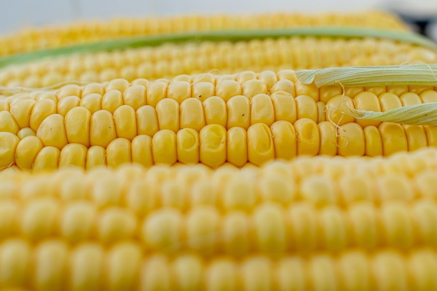 W konserwowej kukurydzy znajdziemy około 19 g węglowodanów...