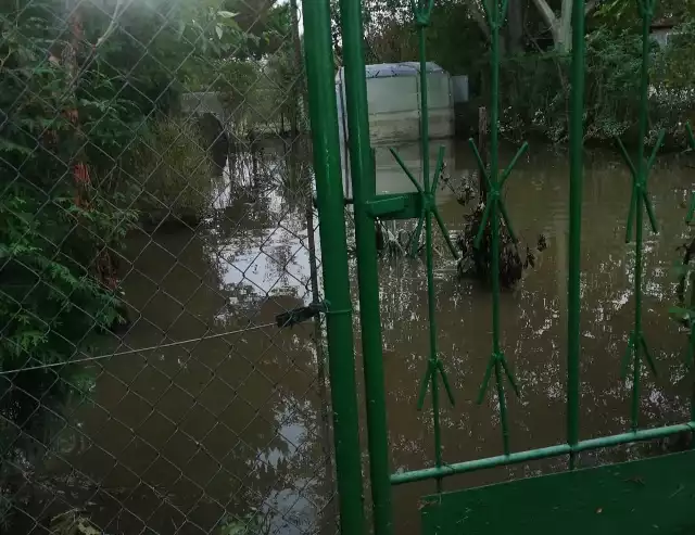 W tym roku kłopot zalanych ogródków działkowych po raz pierwszy pojawił na wiosnę i powtarza się teraz po każdej ulewie nad Niemodlinem. Choć jak twierdzą działkowcy, we wcześniejszych latach problem też istniał, to nie był tak częsty i uciążliwy jak podczas tegorocznego sezonu.