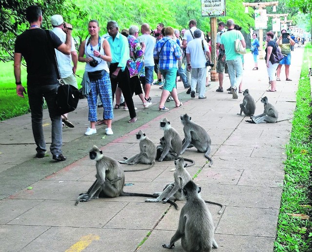 W wielu krajach turyści narażeni są na ataki ze strony małp, przyzwyczajonych do wykradania ludziom pokarmu