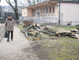 Kraków. W miejscu drzew i przychodni stanie nowy urząd