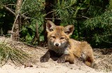 Zwierzęta w obiektywach leśników. Piękne fotografie mieszkańców lasu z konkursów Lasów Państwowych