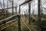 Uwaga! Poważne ostrzeżenia przed silnym wiatrem! Będzie niespokojnie. Zobacz prognozę pogody [ostrzeżenie IMGW, mapy pogodowe]