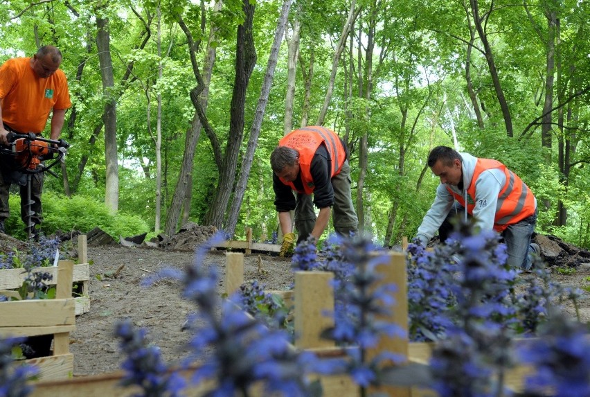 Ogród Saski w Lublinie: Sadzą 17 tysięcy wieloletnich kwiatów (ZDJĘCIA)