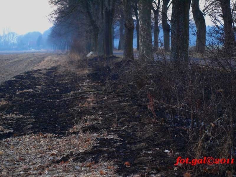 Strażacy z OSP Karlino gasili pożar traw.