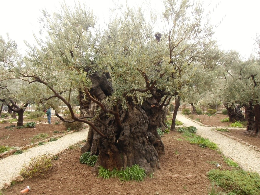 Ogród oliwny Getsemani - oliwki uprawia się tam od czasów...
