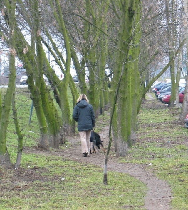 Pas zieleni przy ul. Piłsudskiego to ulubione miejsce spacerów z psami. Niestety, między innymi dlatego, często jest tu brudno.