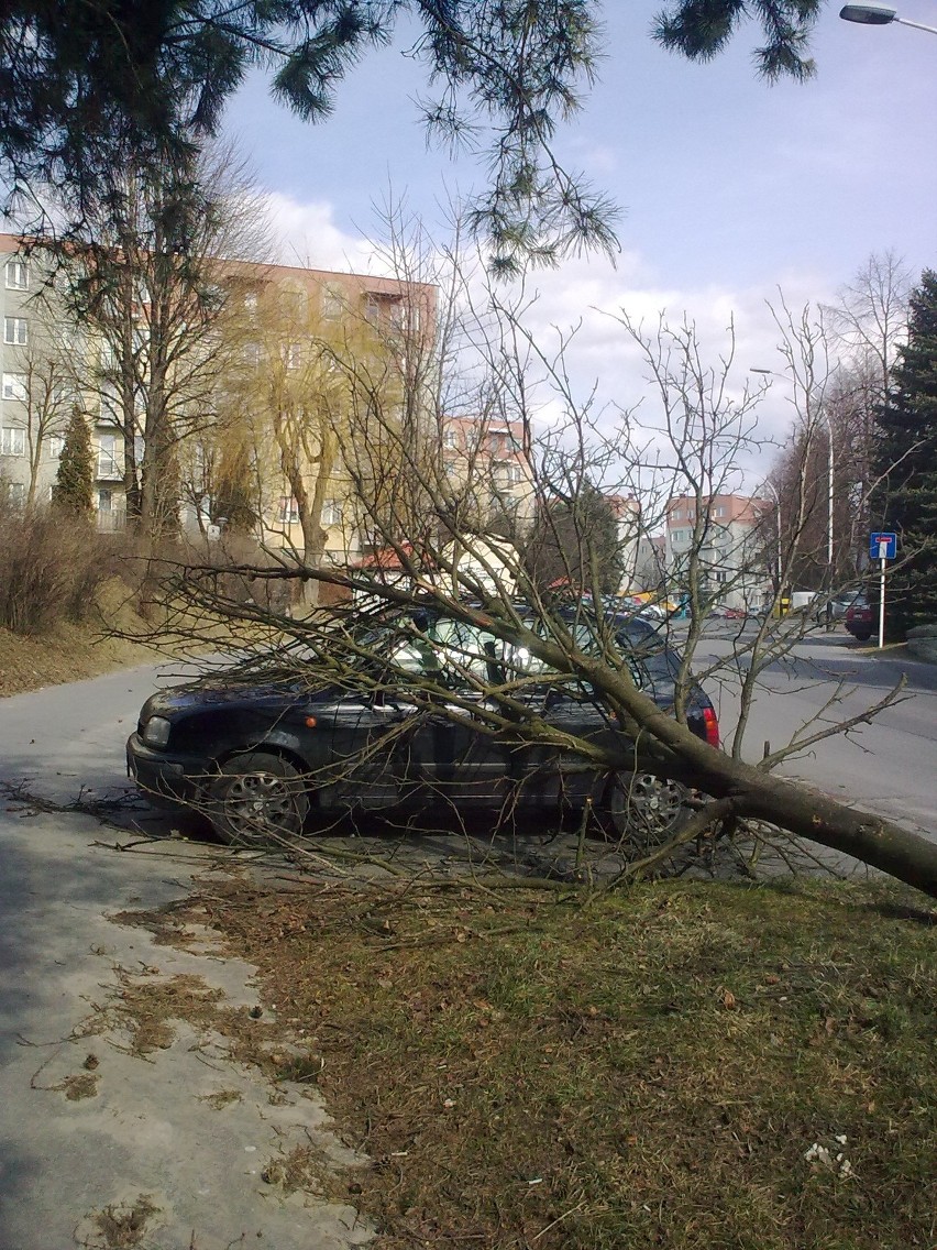 Na ulicy Brydaka porywisty wiatr przewrócił drzewo na...