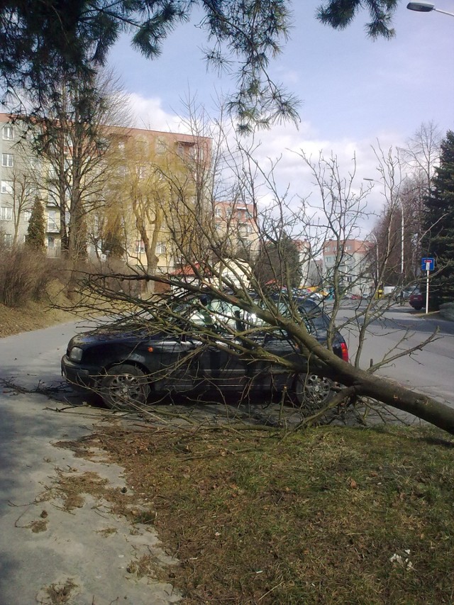 Na ulicy Brydaka porywisty wiatr przewrócił drzewo na zaparkowany samochód