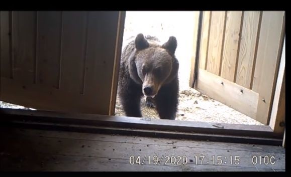 Niedźwiedzie-włamywacze w Bieszczadach. Zobacz co uchwyciły fotopułapki Nadleśnictwa Baligród [WIDEO]