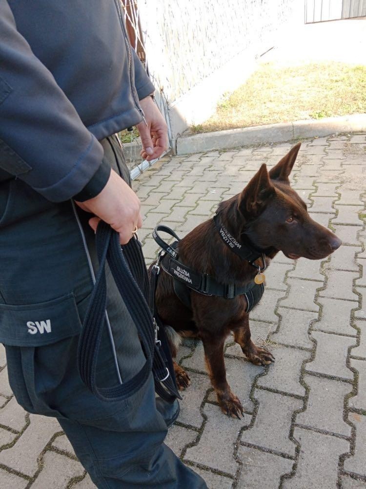 Ćwiczenia psów specjalnych w Oddziale Zewnętrznym Aresztu Śledczego w Stawiszynie. Zobacz zdjęcia