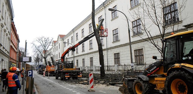 W Krakowie więcej drzew się wycina, niż sadzi. Zwłaszcza centrum miasta zamienia się w betonową pustynię