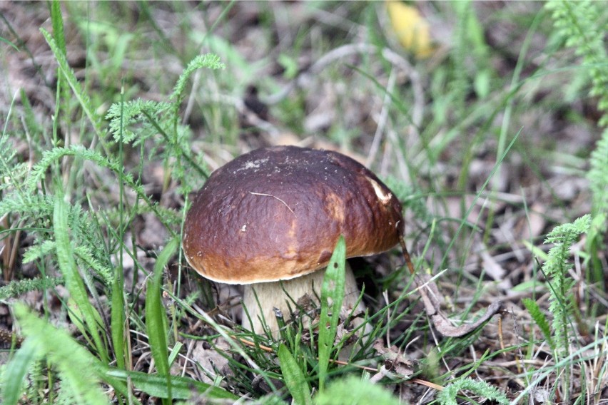 Najwięcej doniesień o grzybach pochodzi z lasów w rejonie...