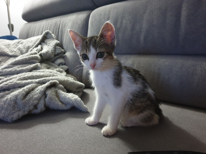 Mała, trzymiesięczna kotka o niezwykłym charakterze i pięknych oczach szuka domu