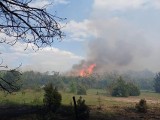 Pożar 100 hektarów lasów w powiecie grójeckim gasili opoczyńscy i tomaszowscy strażacy
