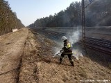 Wiosna i znów płoną bezmyślnie wypalane trawy