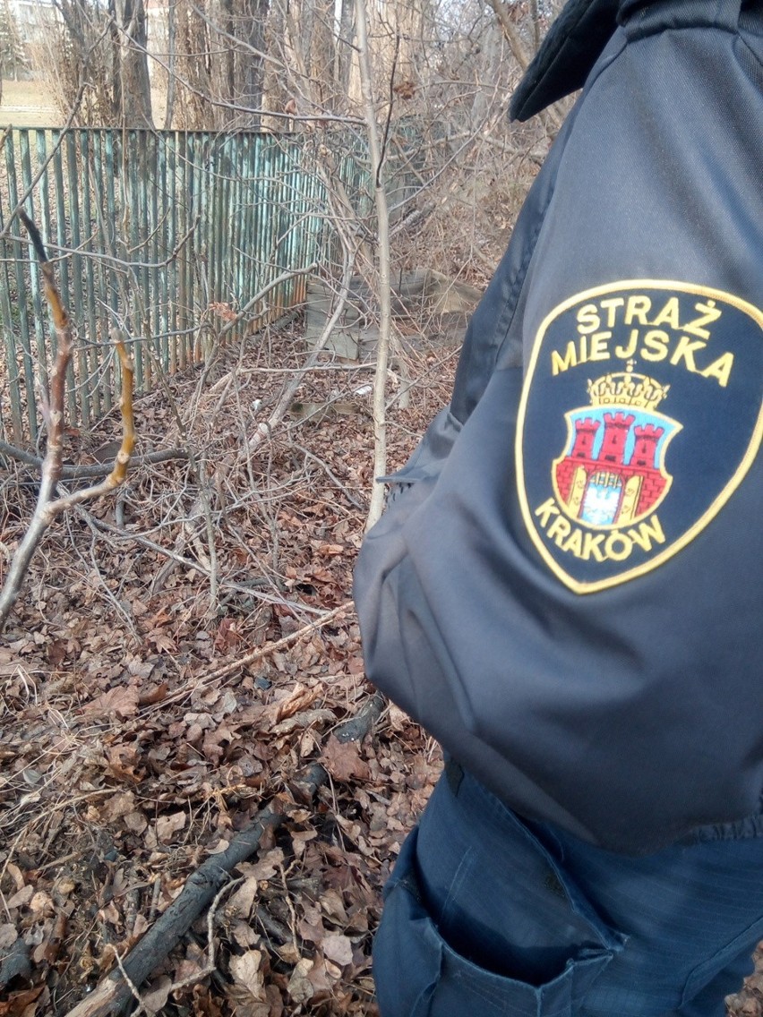 Kraków. Sarenka zaklinowała się w ogrodzeniu przy AWF. Musieli interweniować strażacy