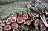 Smutne buźki narysowane na ściętych drzewach w parku w Starogardzie Gdańskim [zdjęcia]