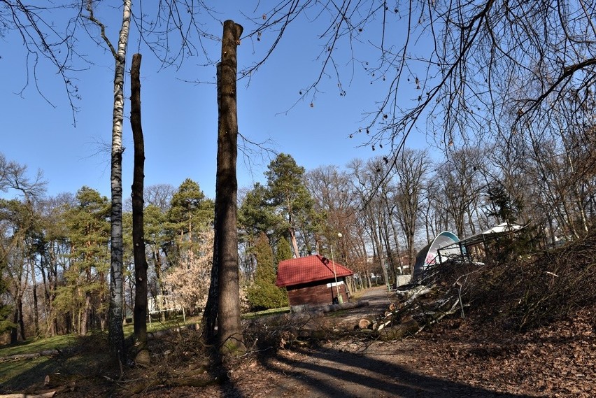 Nowy Sącz. Ruszyła wycinka drzew w parku Strzeleckim. Pod topór idzie ponad 700