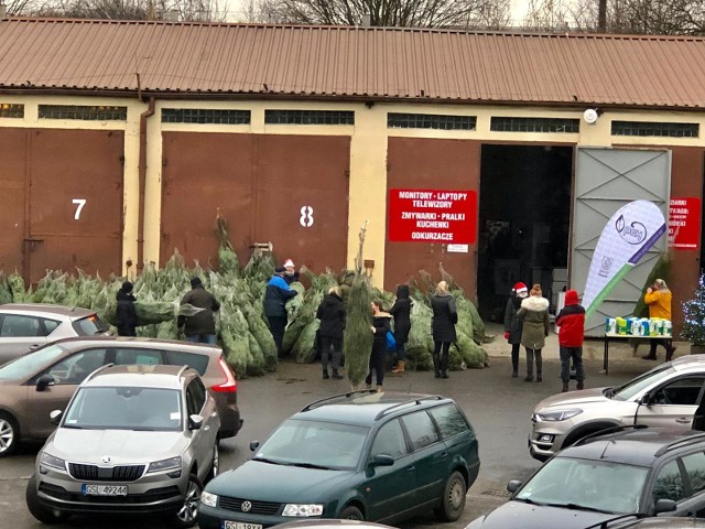 Rozdano tysiąc choinek za 10 ton śmieci.