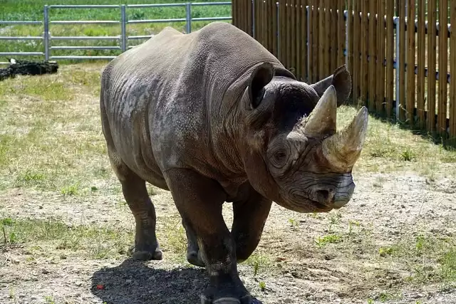 Czarny nosorożec po raz pierwszy wyszedł na wybieg w Poznaniu.