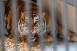Nowe wieści z poznańskiego zoo: Gogh, jeden z uratowanych tygrysów przeszedł operację