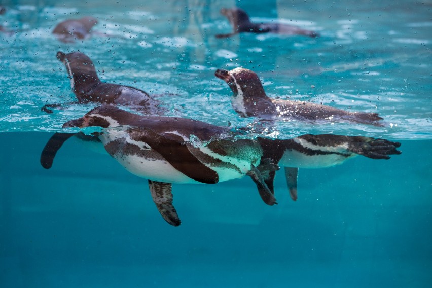 Pingwiny wreszcie opuściły „areszt” i baraszkują w basenie