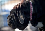 Najbrzydszy pies świata 2017. Suczka Martha zwyciężczynią konkursu [ZDJĘCIA] [VIDEO]