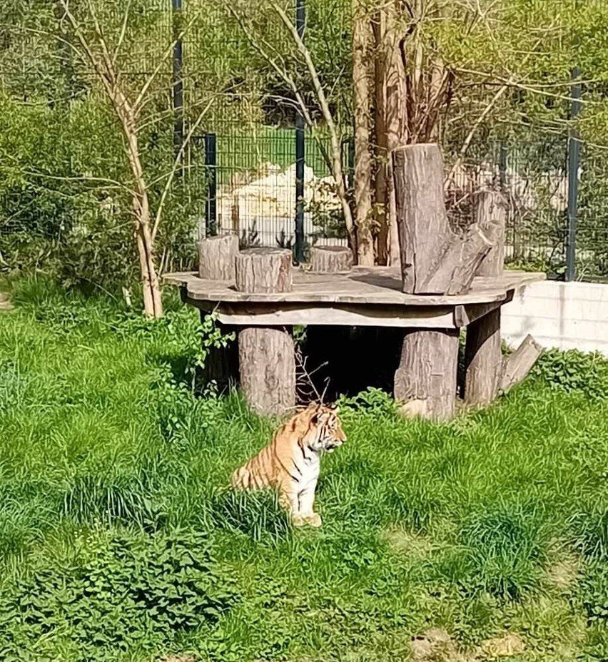 Młode tygrysy z opolskiego zoo nie piją już mleka mamy....