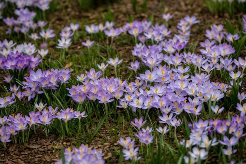 W Ogrodzie Botanicznym UJ można już znaleźć wiosnę. Kwitną śnieżyce, goryczki, oczary [ZDJĘCIA]
