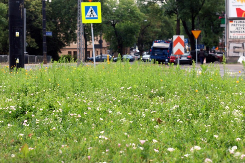 Będzie bardziej kolorowo. Kwietne łąki wyrosną w Lublinie