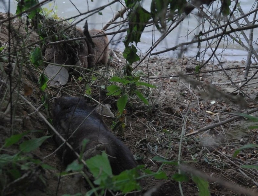 Bobry wpadły w pułapkę, ale na szczęście zwierzętom pomogli kajakarze i jarosławscy policjanci 