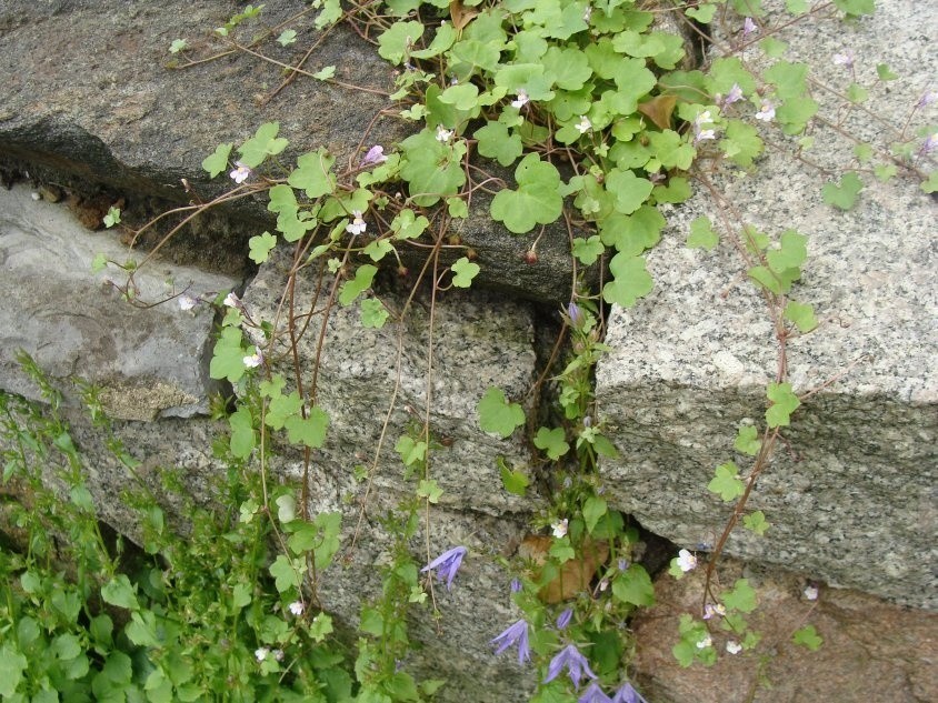 Cymbalaria świetnie rośnie w szczelinach murów, między...