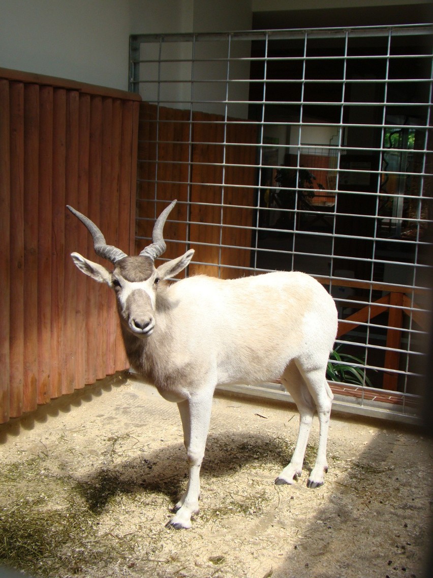 Antylopa - samiec addaksa w śląskim ogrodzie zoologicznym