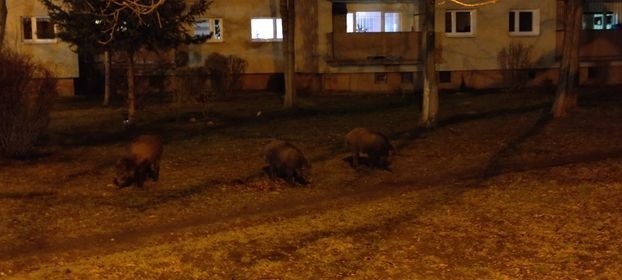 Kraków. Dziki spacerują między blokami na Grota-Roweckiego. Dlaczego zwierzęta zapuszczają się do miasta? [ZDJĘCIA]