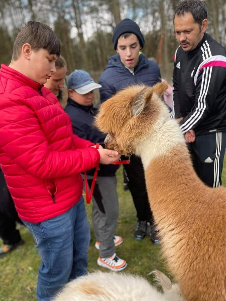 Alpaki pomagają dzieciom ze Szkół Specjalnych w Adamowie. Takie spotkania to okazja do zabawy i rehabilitacji