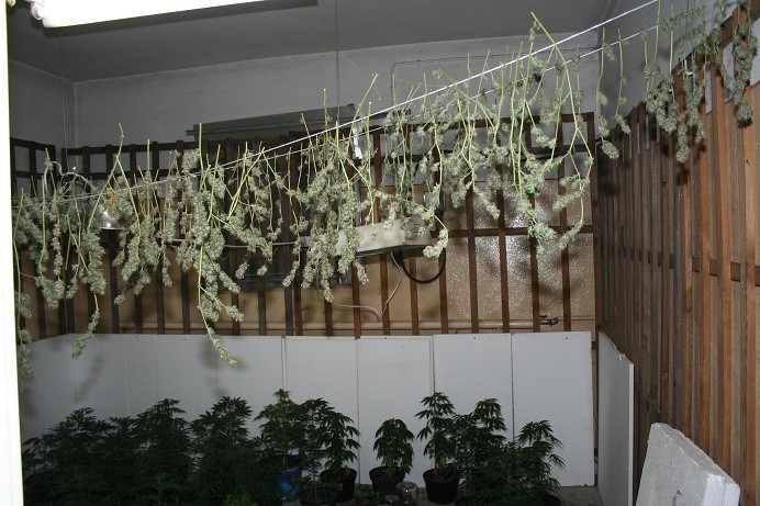 Policjanci zabezpieczyli kilkaset sztuk roślin w różnej...
