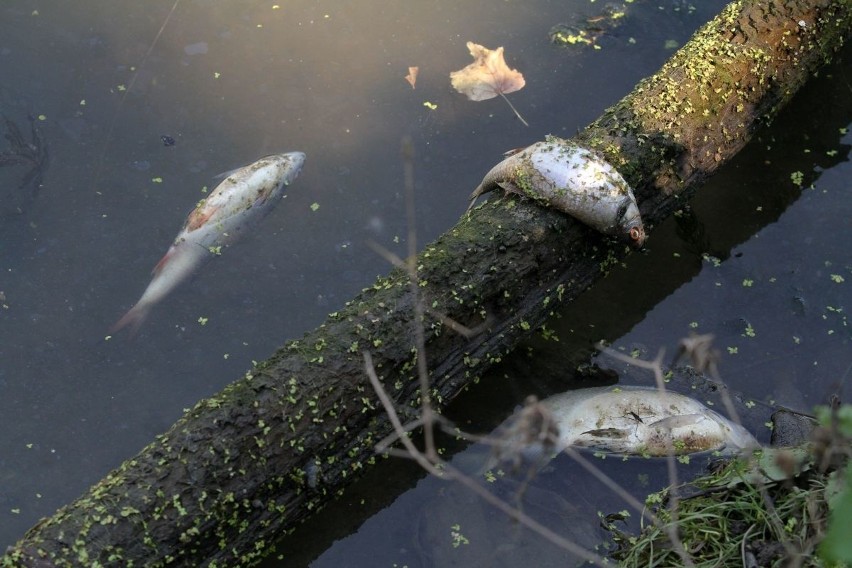 Setki śniętych ryb we wrocławskiej Odrze. Zabiły je upały