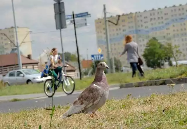 Jeśli okażemy serce i zechcemy pomóc jakiemuś choremu lub okaleczonemu ptakowi, możemy mieć spore problemy