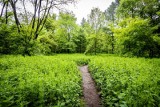 Czy park Grzegórzecki będzie większy? Jest pomysł na zagospodarowanie terenów, na których miało stanąć Krakowskie Centrum Muzyki 