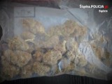 Policjanci z Będzina zatrzymali mieszkańca Czeladzi, który posiadał w swoim domu 1500 działek marihuany oraz amfetaminy