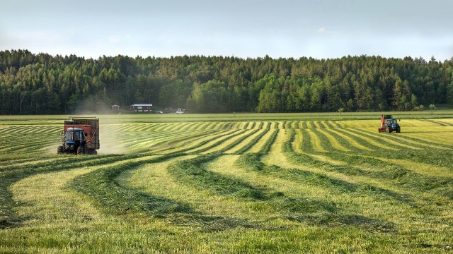 Nowy grzyb zabije ludzkość? Candida auris nam zagraża? Wszystko przez nowoczesne rolnictwo.