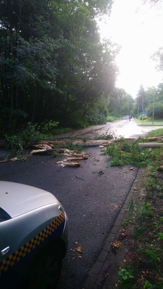 Silny wiatr przewrócił drzewo w okolicy poznańskiego zoo. Konar zablokował drogę prowadzącą do bramy ogrodu. Straż miejska interweniowała w czwartek, 16 lipca rano.