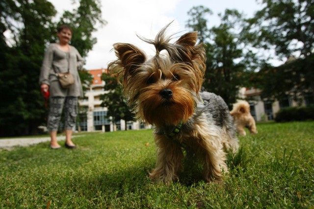 Czy w Rzeszowie powstanie park dla psów? Pomysł mieszkańców popierają radni.