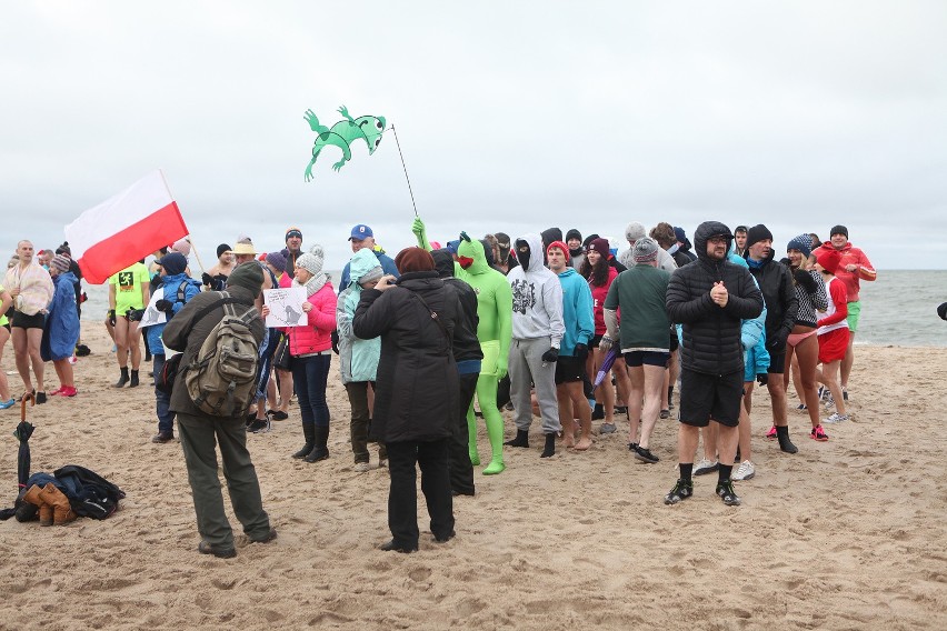 Na plaży zachodniej w Ustce morsy biły rekord (zdjęcia, wideo)