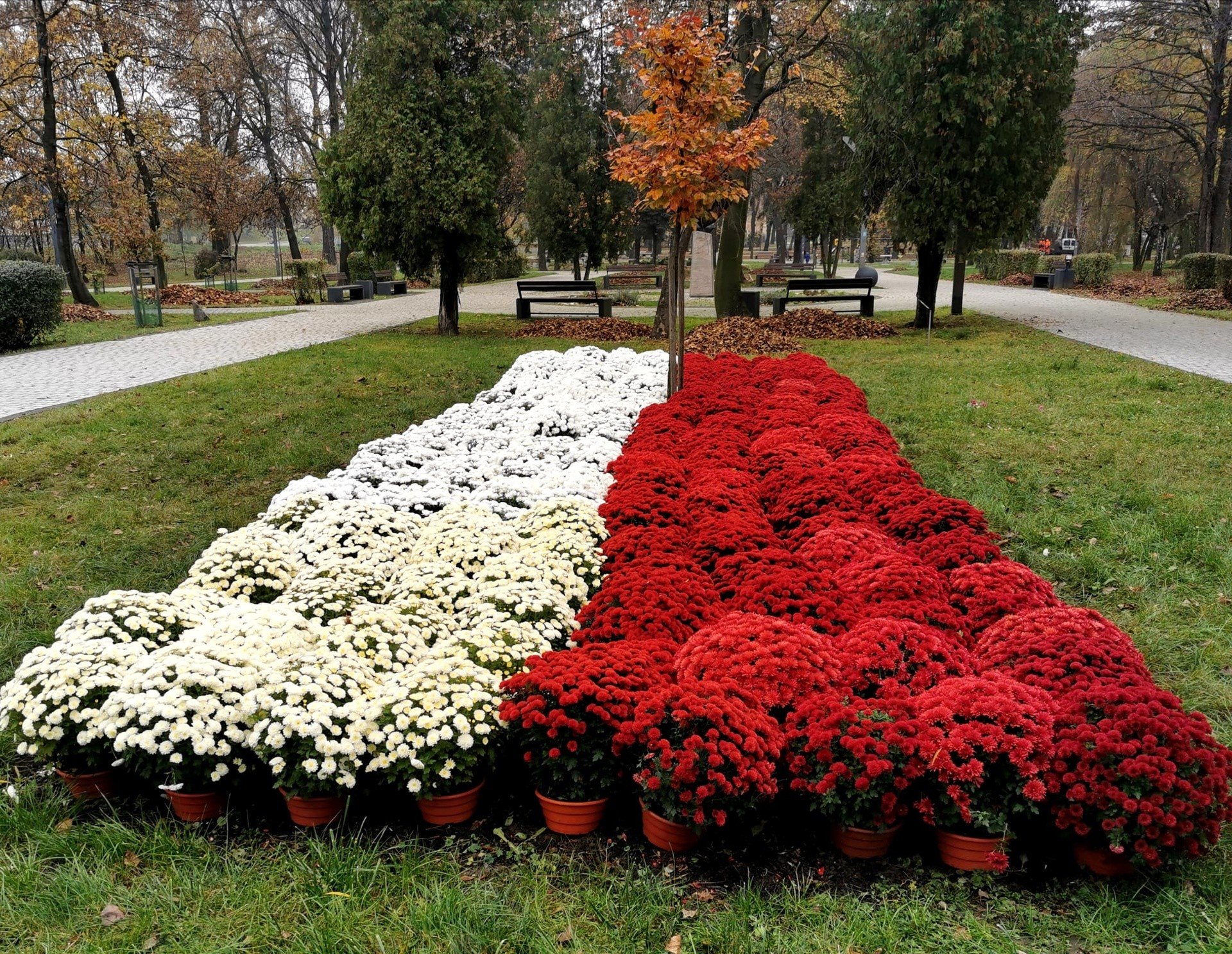 Biało-czerwone flagi z chryzantem pojawiły się w Czeladzi i Wojkowicach.  Kwiaty w innych barwach zdobią całe miasta | Dziennik Zachodni
