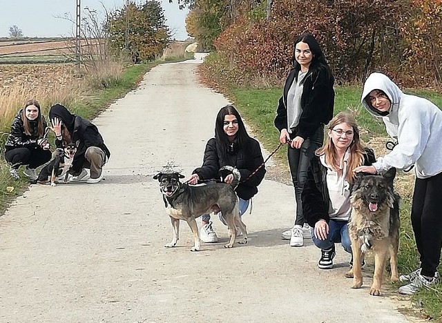 Podczas wizyty uczniowie zaopiekowali się psami - wyprowadzili je na spacer.