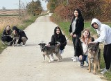 Wolontariusze ze szkoły Cudzynowicach znów odwiedzili schronisko. Wyprowadzili psy na spacer i przekazali karmę. Zobaczcie zdjęcia